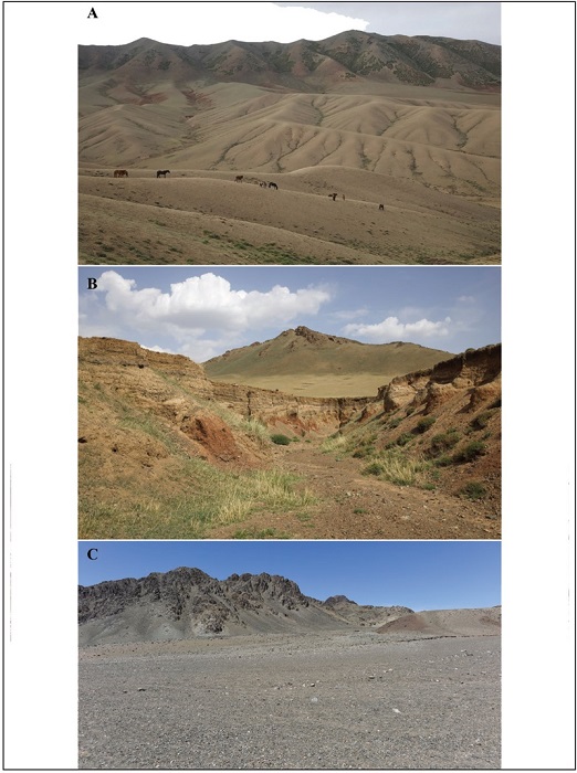 Habitats of the second travel, mngovi Aimag. 
							A. Bayandalai Sum, 32 km NEE of Bayandalai (photo by E. Pazhenkova). 
							B. ditto, 26 km NE of Bayandalai (photo by E. Pazhenkova). 
							C. Gurvan tes Sum, 36 km W of Gurvan tes.
						