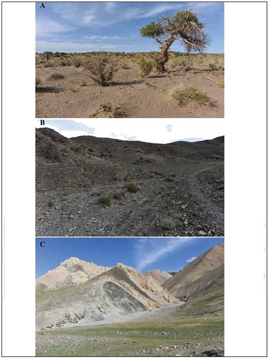 Habitats of the second travel. 
							A. mngovi Aimag, Gurvan tes Sum, 92 km SWW of Gurvan tes. 
							B. Bayankhongor Aimag, Shinejinst Sum, 27 km SE of Shinejinst. 
							C. Govi-Altai Aimag, Tsogt Sum, 36 km NEE of Tsogt, 2840 m.a.s.l.
						