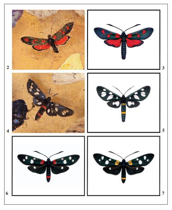 2. A detail of the painting by Vasily D. Polenov entitled &ldquo;Babochki&rdquo; with the image of 
							Zygaena lonicerae (Scheven, 1777). 
							3. Zygaena lonicerae (Scheven, 1777) (ex 
							Efetov, 2005).
							4. A detail of the painting be Vasily D. Polenov entitled &ldquo;Babochki&rdquo; with the image of 
							Amata nigricornis (Alph�raky, 1883) demonstrating red colour on abdomen as in red, ephialtoid
							 Zygaena ephialtes (Linnaeus, 1767). 
							5.Amata nigricornis (Alph�raky, 1883) (ex 
							Efetov, 2005). 
							6.Zygaena ephialtes (Linnaeus, 1767) morph 
							ephialtes (6- spotted, red, ephialtoid) (ex 
							Efetov, 2005). 
							7.Zygaena ephialtes (Linnaeus, 1767) morph 
							coronillae (6-spotted, yellow, ephialtoid) (ex 
							Efetov, 2005).
						