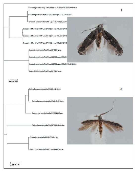 Neighbour-Joining tree and adult. 
							1.Cedestis civitatensis Nel & Varenne. 
							2.Coleophora bivittella Staudinger
						