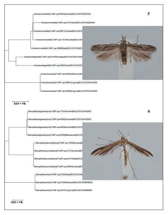Neighbour-Joining tree and adult. 
							5.Anarsia acaciae Walsingham. 
							6.Stenoptilia aridus (Zeller
						