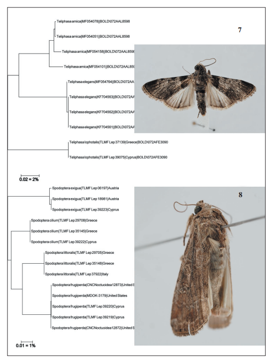 Neighbour-Joining tree and adult. 
							7.Teliphasa lophotalis (Hampson). 
							8.Spodoptera frugiperda (Smith).
						