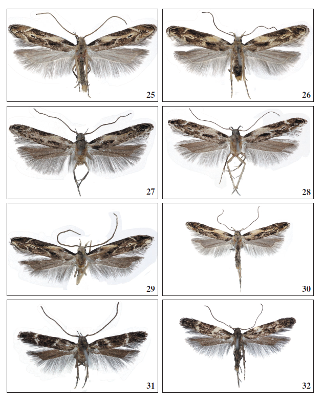25.Aproaerema mercedellaWalsingham, 1908, ♂, Tenerife, 11 mm. 26.Aproaerema mercedella Walsingham, 1908, ♀, Tenerife, 11
mm. 27.Aproaerema ayacatella Falck
& Karsholt, sp. nov., ♂, Gran Canaria, 10.5 mm. 28. Aproaerema ayacatella
Falck & Karsholt, sp. nov., ♀, Gran Canaria, 10.5 mm. 29.Aproaerema
pseudomercedella Falck & Karsholt, sp. nov., ♂, La Gomera, 10.5 mm. 30.Aproaerema pseudomercedella Falck & Karsholt, sp. nov., ♀, El Hierro, 12
mm. 31. Aproaerema angustumella Falck & Karsholt, sp. nov., ♂, Tenerife,
7.5 mm. 32.Aproaerema angustumella Falck & Karsholt, sp. nov., ♂,
Tenerife, 8.5 mm.