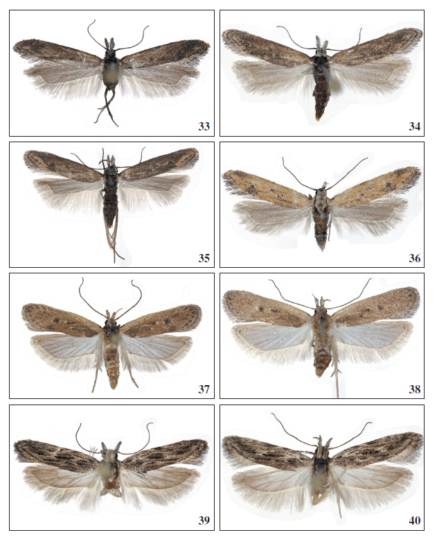 33. Mesophleps ochracella (Turati, 1926), ♂, Lanzarote, 12.5 mm. 34.Mesophleps
ochracella (Turati, 1926), ♀, Lanzarote, 13 mm. 35. Mesophleps ochracella
(Turati, 1926), ♀, Fuerteventura, 12 mm. 36.Mesophleps ochracella (Turati,
1926), ♂, El Hierro, 12 mm. 37.Nothris congressariella ssp. tenerifensis Falck
& Karsholt, ssp. nov., ♂, Tenerife, 18 mm. 38.Nothris congressariella ssp.
tenerifensis Falck & Karsholt, ssp. nov., ♀, Tenerife, 18.5 mm. 39.Anarsia
acaciae Walsingham, 1896, ♂, Gran Canaria, 13 mm. 40.Anarsia acaciae
Walsingham, 1896, ♀, Fuerteventura, 13 mm.