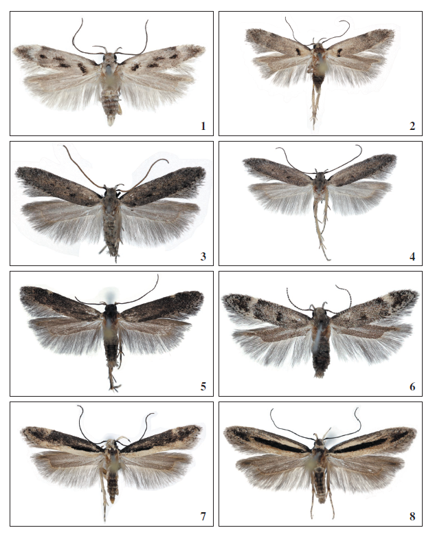 1.Stomopteryx schizogynae schizogynae
(Walsingham, 1908), ♂, Tenerife, 13 mm. 2.Stomopteryx schizogynae ssp.
grancanariella Falck & Karsholt, ssp. nov., ♂, Gran Canaria, 13 mm. 3.Stomopteryx palmella Falck & Karsholt, sp. nov., ♂, La Palma, 11.5 mm. 4.Stomopteryx palmella Falck & Karsholt, sp. nov., ♀, La Palma, 12 mm. 5.
Stomopteryx cuestaella Falck & Karsholt, sp. nov., ♂, Gran Canaria, 14.5
mm. 6.Stomopteryx minimella Falck & Karsholt, sp. nov., ♂, Gran Canaria, 8
mm. 7.Stomopteryx variabilis Falck & Karsholt, sp. nov., ♀, Gran Canaria,
15 mm. 8.Stomopteryx variabilis Falck & Karsholt, sp. nov., ♀, Tenerife,
15 mm.