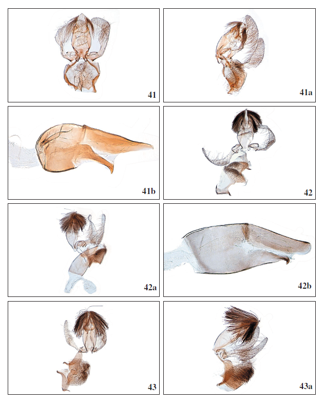 41.Stomopteryx schizogynae schizogynae (Walsingham, 1908), ♂, Tenerife, GP4016PF. 41a.Stomopteryx schizogynae schizogynae (Walsingham, 1908), ♂, lateral view, GP4015PF. 41b.Stomopteryx
schizogynae schizogynae (Walsingham, 1908), ♂, phallus, GP4016PF. 42.Stomopteryx palmella Falck &
Karsholt sp. nov., ♂, La Palma, GP4058GP. 42a. Stomopteryx palmella Falck & Karsholt sp. nov., ♂, lateral
view, GP4042GP. 42b.Stomopteryx palmella Falck & Karsholt sp. nov., ♂, phallus, GP4058GP. 43.Stomopteryx cuestaella Falck & Karsholt, sp. nov., ♂, Gran Canaria, GP3936PF. 43a. Stomopteryx cuestaella
Falck & Karsholt, sp. nov., ♂, lateral view, GP4020PF.
