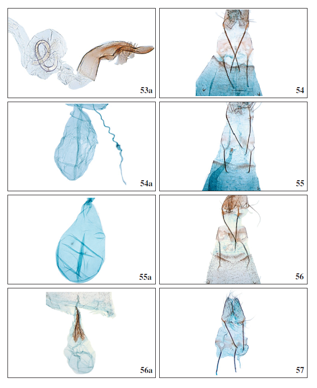 53a.Anarsia acaciaeWalsingham, 1896, ♂, phallus, GP3956PF. 54.Stomopteryx schizogynaeschizogynae (Walsingham, 1908), ♀, antrum complex, Tenerife, GP4017PF. 54a.Stomopteryx schizogynae
schizogynae (Walsingham, 1908), ♀, corpus bursae, GP4017PF. 55.Stomopteryx palmella Falck & Karsholt sp.
nov., ♀, antrum complex, La Palma, GP4006GP. 55a.Stomopteryx palmella Falck & Karsholt sp. nov., ♀,
corpus bursae, GP4009GP. 56.Stomopteryx cuestaella Falck & Karsholt, sp. nov., ♀, antrum complex, Tenerife,
GP4023PF. 56a.Stomopteryx cuestaella Falck & Karsholt, sp. nov., ♀, corpus bursae, GP4023PF. 57.Stomopteryx minimella Falck & Karsholt, sp. nov., ♀, antrum complex, Gran Canaria, ZM4081PF.