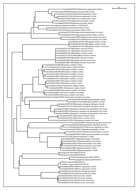 Neighbor-joining tree of DNA barcodes of twenty species of Anacampsinae.
