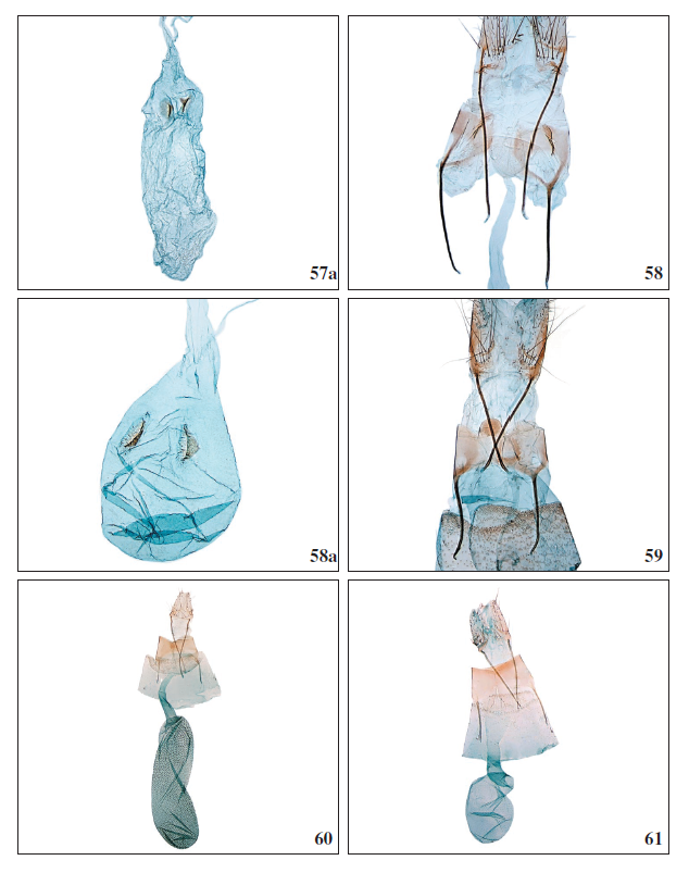 57a.Stomopteryx minimella Falck &
Karsholt, sp. nov., ♀, corpus bursae, ZM4081PF. 58.Stomopteryx variabilis
Falck & Karsholt, sp. nov., ♀, antrum complex, La Palma, GP3945PF. 58a.Stomopteryx variabilis Falck & Karsholt, sp. nov., ♀, corpus bursae, La
Gomera, GP4049PF. 59.Aproaerema genistae Walsingham, 1908, ♀, antrum complex,
Tenerife, GP3989PF. 60.Aproaerema mercedellaWalsingham, 1908, ♀, Tenerife,
GP3968PF. 61.Aproaerema ayacatella Falck & Karsholt, sp. nov., ♀, Gran
Canaria, GP3975PF.