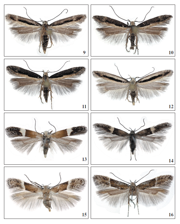 9.Stomopteryx variabilis Falck &
Karsholt, sp. nov., ♀, La Gomera, 14.5 mm. 10.Stomopteryx variabilis Falck
& Karsholt, sp. nov., ♂, El Hierro, 13 mm. 11.Stomopteryx variabilis Falck
& Karsholt, sp. nov., ♀, El Hierro, 13 mm. 12.Stomopteryx variabilis Falck & Karsholt, sp.
nov., ♀, La Palma, 13 mm. 13.Aproaerema polychromella (Rebel, 1902), ♂,
Tenerife, 10 mm. 14.Aproaerema polychromella (Rebel, 1902), ♂, Gran Canaria,
8.5 mm. 15.Aproaerema genistae Walsingham, 1908, ♂, Gran Canaria, 8 mm. 16.Aproaerema genistae Walsingham, 1908, ♂, Tenerife, 9.5 mm.