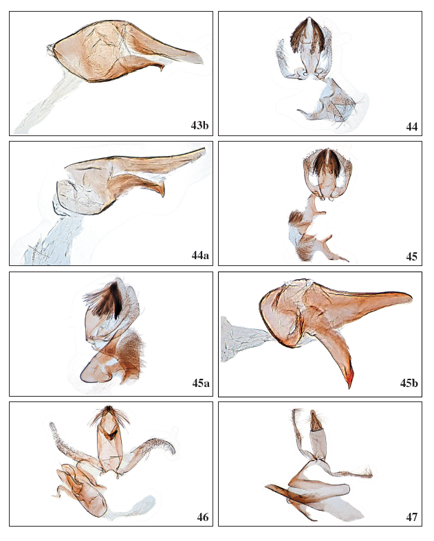 43b. Stomopteryx cuestaella Falck &
Karsholt, sp. nov., ♂, GP4020PF. 44.Stomopteryx minimella Falck &
Karsholt, sp. nov., ♂, Gran Canaria, GP4055PF. 44a. Stomopteryx minimella Falck
& Karsholt, sp. nov., ♂, phallus, GP4055PF. 45.Stomopteryx variabilis
Falck & Karsholt, sp. nov., ♂, Gran Canaria, GP3942PF. 45a.Stomopteryx
variabilis Falck & Karsholt, sp. nov., ♂, lateral view, Tenerife, GP4038PF.
45b.Stomopteryx variabilis Falck & Karsholt, sp. nov., ♂, phallus,
Tenerife, GP3943PF. 46. Aproaerema genistae Walsingham, 1908, ♂, Tenerife,
GP3980PF. 47. Aproaerema mercedella Walsingham, 1908, ♂, Tenerife, GP3963PF.