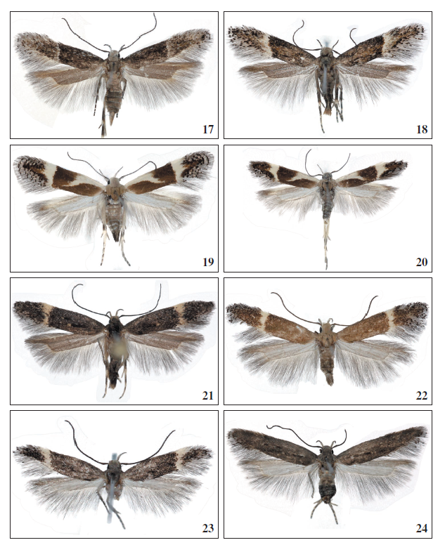 17.Aproaerema genistaeWalsingham, 1908, ♀,
Tenerife, 10 mm. 18.Aproaerema genistae Walsingham, 1908, ♀, La Palma, 10 mm.
19. Aproaerema thaumalea Walsingham, 1905, ♂, Tenerife, 9.5 mm. 20.Aproaerema
thaumalea Walsingham, 1905, ♀, Tenerife, 9.5 mm. 21.Aproaerema anthyllidella (H�bner, [1813]), ♀, Gran
Canaria, 12 mm. 22.Aproaerema anthyllidella (H�bner, [1813]), ♀, Tenerife, 9.5
mm. 23.Aproaerema anthyllidella (H�bner, [1813]), ♀, El Hierro, 7 mm. 24.Aproaerema anthyllidella (H�bner, [1813]), ♀, La Palma, 9.5 mm.