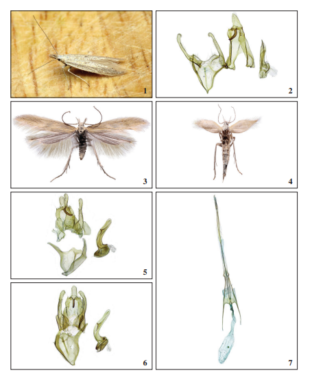 1. M. lanceolellus (Zeller, 1850), male, Sabugal (J. Nunes). 2.M. lanceolellus
male genitalia, Sabugal (M. Dale MD02829). 3.M. trineaeHuemer & Karsholt, 2018, male, Vale do Z�zere (A. Lameirinhas). 4. M. trineaeHuemer & Karsholt, 2018, female, Vale do Z�zere
(A. Lameirinhas). 5.M. trineaeHuemer &
Karsholt, 2018, male genitalia, Serra do Mar�o
(Corley GP5804). 6.M. trineae Huemer & Karsholt,
2018, male genitalia, Vale do Z�zere (M. Dale
MD02661). 7. M. trineaeHuemer
& Karsholt, 2018, female
genitalia, Vale do Z�zere ((M. Dale MD02687).