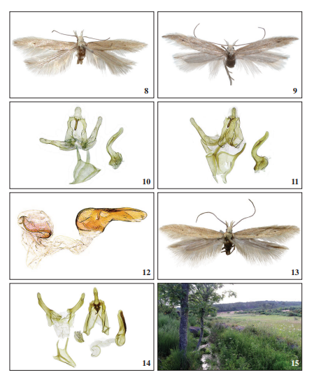 8.M. dalei Corley, sp. nov.,
holotype male, Bra�ais (M. Corley). 9. M. dalei Corley, sp. nov., paratype
male, Arzila (A. Lameirinhas). 10.M. dalei Corley, sp. nov., paratype
male genitalia, Bra�ais (M. Corley) (Corley GP2003).
11.M. dalei Corley, sp. nov.,
paratype male genitalia, Buracos do Casmilo. 12.M. occidentellusHuemer & Karsholt, 2018, aedeagus, Ericeira (P. Huemer GU 13/1352). 13.M. transmontanus Corley, sp. nov.,
holotype male, Alij�, Carvalho (M. Corley). 14.M. transmontanus Corley, sp. nov.,
holotype male genitalia, Alij�, Carvalho (M. Corley
GP5545). 15. Habitat of M. transmontanus Corley, sp. nov., at Carvalho (Jos� Paulo Pires).