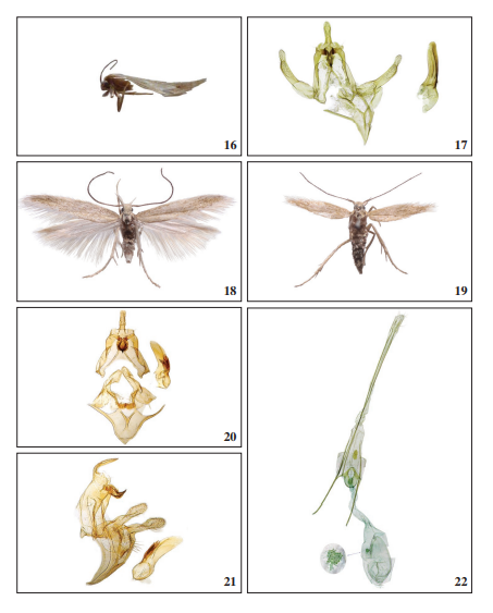 16.M. dinensis Corley, sp. nov., holotype male, Dine, (S. Ferreira). 17.M. dinensis Corley, sp. nov.,
holotype male genitalia, Dine (M. Corley GP5368). 18.M. terryae
Corley, sp. nov., paratype male, Alvai�zere
(A. Lameirinhas). 19.M. terryae Corley, sp. nov., paratype female, Alvai�zere
(A. Lameirinhas). 20. M. terryae Corley, sp. nov., holotype male genitalia &ndash; frontal view, Colos (R. Terry GP PT071). 21. M. terryae
Corley, sp. nov., paratype male genitalia &ndash; lateral
view, Colos (R. Terry GP PT072). 22. M. terryae Corley, sp. n., paratype female genitalia, Alvai�zere (M. Dale MD02681).