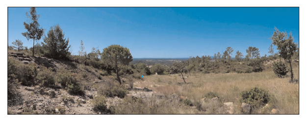 Habitat of M. terryae Corley, sp. nov.,
at Colos (S. Barnes).