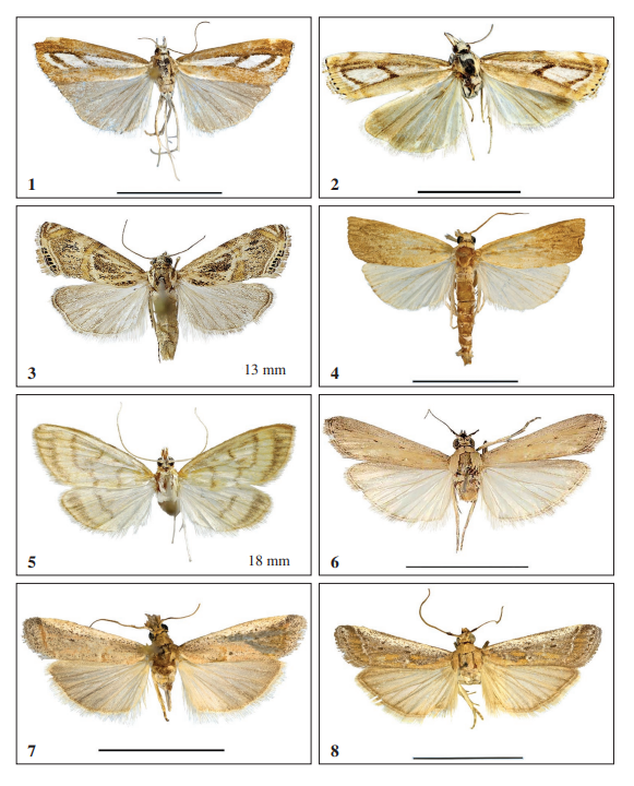 Pyraloidea spp., habitus. Scale bar = 10 mm. 1.Catoptria plitvicensis Bassi, sp. nov., holotype. 2. Catoptria velebitica
Bassi, sp. nov., holotype. 3.Euchromius subcambridgei Błeszyński, Italy,
Sicily, Palazzolo Acreide (Syracuse Province). 4. Calamotropha paludella (H�bner), Italy, Sicily, Castellammare del Golfo
(Trapani Province). 5. Crocidophora tuberculalis Lederer, Italy,
Emilia-Romagna, Lido di Volano (Ferrara Province). 6. Melathrix edmundsi
Slamka, sp. nov., holotype. 7. Gymnancyla canella ([Denis &
Schifferm�ller]), Italy, Sardegna, Cabras (Oristano Province). 8.Pempeliella
ardosiella (Ragonot), Italy, Basilicata, Mount Pollino (Potenza Province).