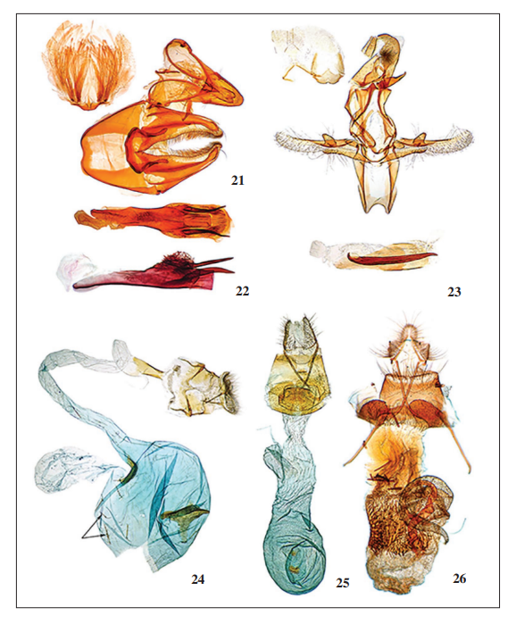 Pyraloidea spp., male genitalia, culcita and
female genitalia. 21. Pempelia alpigenella (Duponchel), male genitalia with
aedeagus in dorso-ventral view, Italy, Susa Valley, Avigliana, (Torino
Province). 22.Pempelia alpigenella (Duponchel), aedeagus in lateral view,
Italy, Susa Valley, Mount Rocciamelone (Torino Province). 23.Bradyrrhoa
gilveolella (Treitschke), male genitalia, Italy, Palanfré (Cuneo Province). 24. Crocidophora tuberculalis Lederer,
female genitalia, Italy, Emilia-Romagna, Lido di Volano (Ferrara Province). 25.Euchromius subcambridgei Błeszyński, female genitalia, Italy, Sicily, Palazzolo
Acreide (Syracuse Province). 26.Phycita torrenti Agenjo, female genitalia,
Italy, Susa Valley, Avigliana (Torino Province).