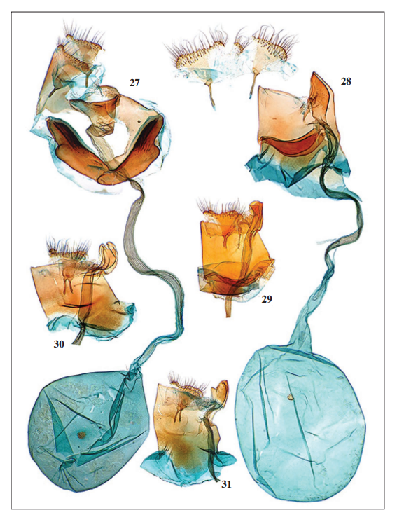 Catoptria spp., female genitalia. 27.C. plitvicensis Bassi, sp. nov., holotype.
28. C. velebitica Bassi, sp. nov., holotype. 29. C. casperella Ganev, North
Macedonia. 30.C. gozmanyi Błeszyński, paratype, Romania, Retyezát. 31.C. myella (Hübner), Slovenia.
