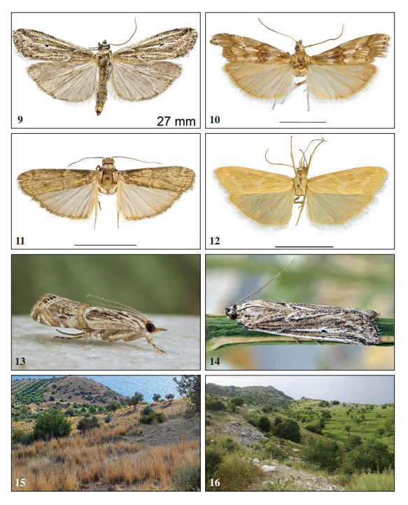 Pyraloidea spp., habitus and habitat. Scale
bar = 10 mm. 9.Arsissa firusella (Amsel), Albania, Gjirokastra District. 10. Pempelia alpigenella (Duponchel),
Italy, Susa Valley, Mount Rocciamelone, (Torino Province). 11.Phycita torrenti
Agenjo, Italy, Susa Valley, Avigliana, (Torino Province). 12. Bradyrrhoa
gilveolella (Treitschke), Italy, Palanfré (Cuneo Province). 13. Euchromius
subcambridgei Błeszyński, Italy, Sicily, Palazzolo Acreide (Syracuse Province).
14.Arsissa firusella (Amsel), Albania, Gjirokastra District. 15. Melathrix edmundsi
Slamka, sp. nov., habitat. 16. Arsissa firusella (Amsel), habitat in Albania,
Gjirokastra District.