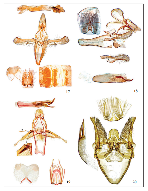 Phycitinae spp., male genitalia and culcita.
17.Gymnancyla canella ([Denis & Schifferm�ller]), Italy, Sardinia, Cabras
(Oristano Province). 18. Pempeliella ardosiella (Ragonot), Italy, Basilicata,
Mount Pollino (Potenza Province). 19. Melathrix edmundsi Slamka, sp. nov.,
holotype. 20.Arsissa firusella (Amsel), Albania, Gjirokastra District.