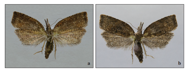 
a) Underside. b) Upperside of Platynota stultana Walsingham,1884 - MALTA, Żebbuġ, 1 ♀,
13-II-2024.