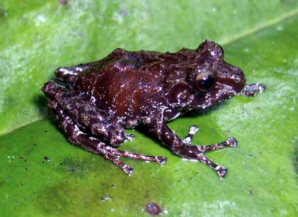 Rana Pristimantis puruscafeum nombrada en reconocimiento a la empresa Puro Fairtrade Coffee