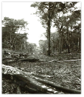 Desmonte para la apertura de la picada maestra en el km 11 de Eldorado (ca. 1921)