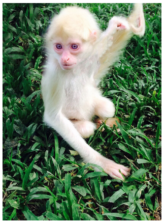 Albino spider monkey (Ateles geoffroyi), a juvenile female from Olancho, Honduras. (Photograph by Gilberto Guifarro Montes de Oca, July 2015)