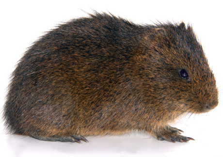Cavia patzelti (MZUA 188). Hembra adulta, longitud cabeza-cuerpo = 284 mm.