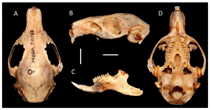 Vista craneal de Cavia patzelti, MZUA 00188, A, B, D=Vista dorsal, lateral y ventral; C=Vista lateral de la mandíbula. Barras=10 mm.