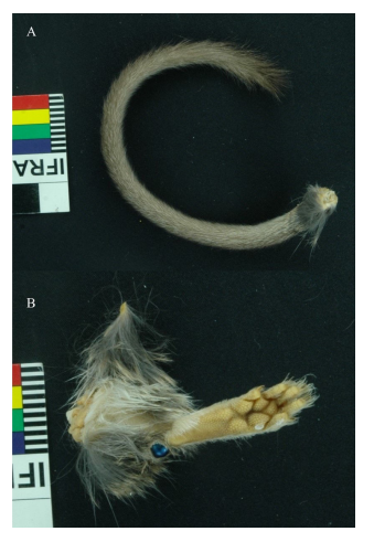 Caracter&iacute;sticas de la cola (A) y pata (B) de Abrocoma boliviensis MHNC-M 280.