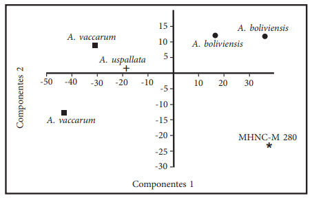 An&aacute;lisis de Componentes Principales: muestra la relaci&oacute;n del esp&eacute;cimen MHNC-M 280 (Asterisco), respecto a A. boliviensis (punto), A. uspallata (cruz) y A. vaccarum (cuadrado).