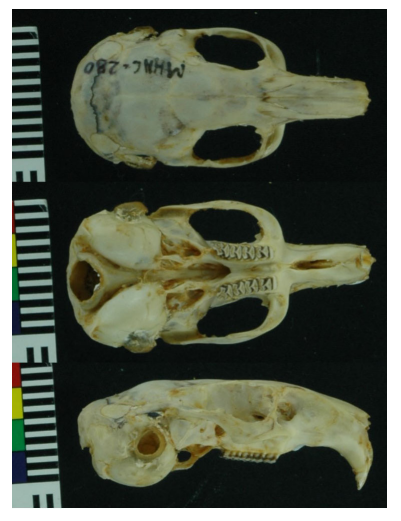 Vistas dorsal, ventral y lateral del cr&aacute;neo de Abrocoma boliviensis (MHNC-M 280) encontrado en Torotoro.