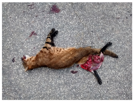 Road-killed specimen of Pantanal cat, L. b. braccatus (Cope, 1889), from Araçuaí, Minas Gerais, Brazil (Sistema Urubu, UM-2015/05- 000.424). Photo by Paulo S. Pompeu.