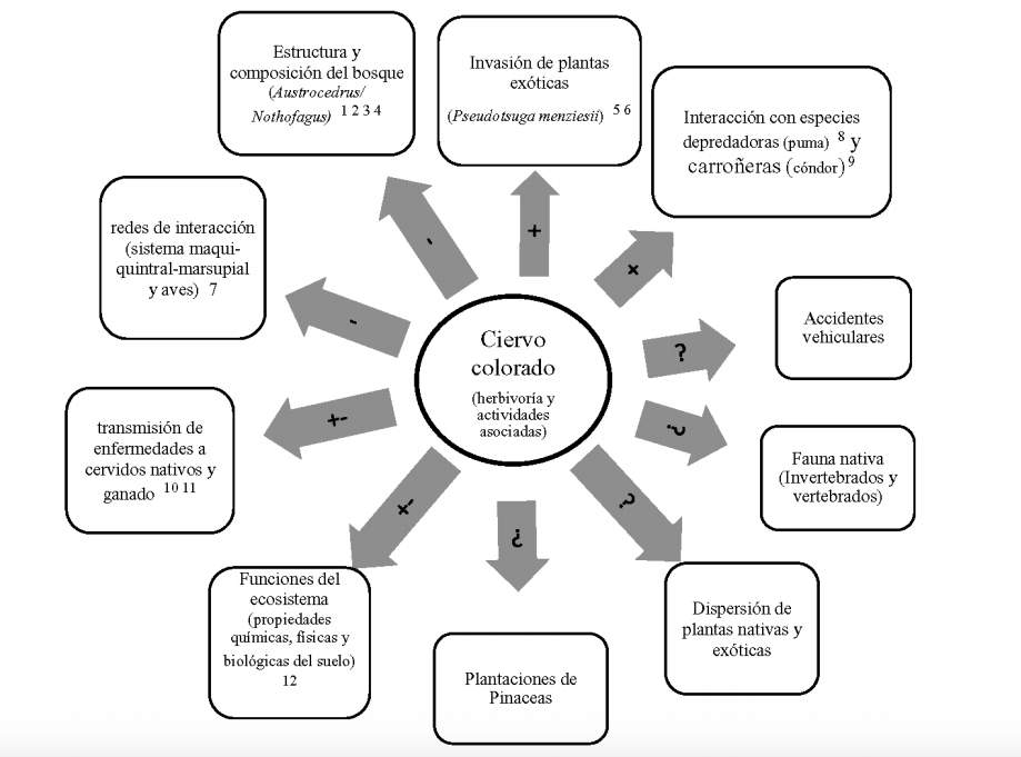 Esquema conceptual sobre los impactos e interacciones ecol&oacute;gicas del ciervo colorado (Cervus elaphus) en el noroeste de la Patagonia, Argentina. + indica efecto positivo; - indica efecto negativo; +- indica efecto neutral; ? indica efecto no conocido. Se indica adem&aacute;s la cita bibliogr&aacute;fica correspondientes a cada impacto (1Ramirez et al., 1981; 2Veblen et al., 1989; 3Relva y Veblen, 1998; 4Relva et al., 2009; 5Relva et al., 2010.; 6Nu&ntilde;ez et al., 2013; 7Rodriguez-Cabal et al., 2013; 8Novaro et al., 2000; 9Lambertucci et al., 2009; 10Flueck y Jones, 2006; 11Chang Reissig, 2009; 12Relva et al., 2014).