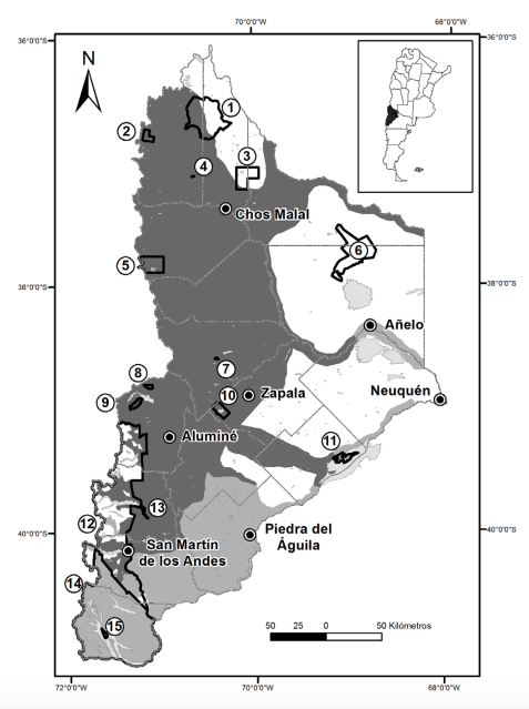 Distribuci&oacute;n del conejo europeo Oryctolagus cuniculus en la provincia de Neuqu&eacute;n, indicada en el mapa de Argentina. En gris oscuro se muestra el &aacute;rea invadida hasta 2008 (Bonino y Soriguer, 2009) y en gris medio se muestran las &aacute;reas invadidas desde esa fecha hasta 2015 (en el sur y sureste de la provincia, desde los PN Nahuel Huapi y Lan&iacute;n y subiendo por el valle del r&iacute;o Limay hasta las cercan&iacute;as de la ciudad de Neuqu&eacute;n, y en la zona centroeste por el valle del r&iacute;o Neuqu&eacute;n hacia el este de A&ntilde;elo). Se indican las principales ciudades, los l&iacute;mites de los departamentos, y los cursos y cuerpos de agua (gris claro). Los n&uacute;meros corresponden a las &aacute;reas protegidas nacionales (PN) y provinciales (ANP): (1) ANP Domuyo, (2) ANP Epu Lauquen, (3) ANP El Tromen, (4) ANP Ca&ntilde;ada Molina, (5) ANP Copahue, (6) ANP Auca Mahuida, (7) ANP Cuchillo Cur&aacute;, (8) ANP Batea Mahuida, (9) ANP Cha&ntilde;y, (10) PN Laguna Blanca, (11) ANP El Mangrullo, (12) PN Lan&iacute;n, (13) ANP Boca del Chumehuin, (14) PN Nahuel Huapi y (15) PN Los Arrayanes.