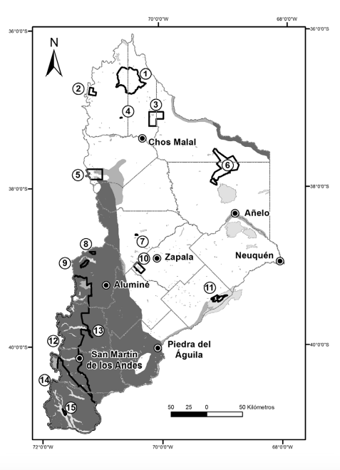 Distribuci&oacute;n del jabal&iacute; Sus scrofa en la provincia de Neuqu&eacute;n. En gris oscuro se muestra el &aacute;rea invadida hasta 2005 (Monteverde, datos sin publicar) y en gris medio se muestran las &aacute;reas invadidas desde esa fecha hasta 2015 (en el norte y este de la provincia sobre el valle del r&iacute;o Colorado, aguas arriba de su distribuci&oacute;n anterior, sobre el r&iacute;o Neuqu&eacute;n, aguas arriba de A&ntilde;elo y siguiendo su curso hacia la ciudad de Neuqu&eacute;n, y tambi&eacute;n sobre el valle del r&iacute;o Limay hasta las inmediaciones del ANP El Mangrullo; mientras que en el noroeste avanzaron hacia el ANP Copahue y hay una poblaci&oacute;n aislada al oeste de Chos Malal cerca de El Cholar). Se indican las principales ciudades, los l&iacute;mites de los departamentos, y los cursos y cuerpos de agua (gris claro). Los n&uacute;meros corresponden a las &aacute;reas protegidas nacionales (PN) y provinciales (ANP): (1) ANP Domuyo, (2) ANP Epu Lauquen, (3) ANP El Tromen, (4) ANP Ca&ntilde;ada Molina, (5) ANP Copahue, (6) ANP Auca Mahuida, (7) ANP Cuchillo Cur&aacute;, (8) ANP Batea Mahuida, (9) ANP Cha&ntilde;y, (10) PN Laguna Blanca, (11) ANP El Mangrullo, (12) PN Lan&iacute;n, (13) ANP Boca del Chumehuin, (14) PN Nahuel Huapi y (15) PN Los Arrayanes.