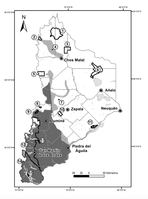Distribuci&oacute;n del ciervo colorado Cervus elaphus en la provincia de Neuqu&eacute;n. En gris oscuro se muestra el &aacute;rea invadida hasta 2005 (Monteverde, datos sin publicar) y en gris medio se muestran las &aacute;reas invadidas desde esa fecha hasta 2015 (en el sureste de la provincia siguiendo el curso del r&iacute;o Limay hasta las inmediaciones del ANP El Mangrullo y hacia el noroeste de Piedra del &Aacute;guila; en el centro-oeste hay una expansi&oacute;n hacia el PN Laguna Blanca y el ANP Cuchillo Cur&aacute; que se extiende hacia el norte, y tambi&eacute;n hacia el ANP Copahue; en el norte se registr&oacute; un n&uacute;cleo aislado desde Chos Malal hacia el noroeste, pasando por el ANP Ca&ntilde;ada Molina hasta el ANP Epu Lauquen). Se indican las principales ciudades, los l&iacute;mites de los departamentos, y los cursos y cuerpos de agua (gris claro). Los n&uacute;meros corresponden a las &aacute;reas protegidas nacionales (PN) y provinciales (ANP): (1) ANP Domuyo, (2) ANP Epu Lauquen, (3) ANP El Tromen, (4) ANP Ca&ntilde;ada Molina, (5) ANP Copahue, (6) ANP Auca Mahuida, (7) ANP Cuchillo Cur&aacute;, (8) ANP Batea Mahuida, (9) ANP Cha&ntilde;y, (10) PN Laguna Blanca, (11) ANP El Mangrullo, (12) PN Lan&iacute;n, (13) ANP Boca del Chumehuin, (14) PN Nahuel Huapi y (15) PN Los Arrayanes.