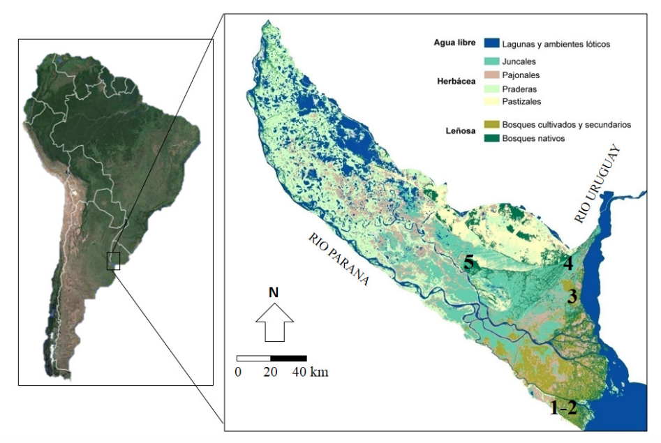 Ubicación de los sitios arqueológicos de donde proceden los ejemplares de C. familiaris discutidos en el texto. 1=Anahí. 2=la Bellaca sitio 2. 3=Cerro Lutz. 4=Cerro Mayor. 5=La Argentina. El mapa del humedal del Paraná inferior está elaborado por Patricia Kandus.