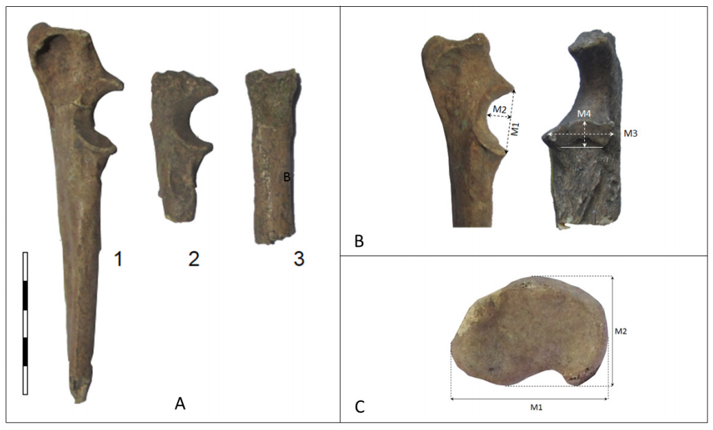 Hallazgos de C. familiaris de Cerro Mayor. 1 y 2=cúbitos derechos INAPL/CM-114 e INAPL/CM-113 respectivamente. 3=radio derecho de C. familiaris INAPL/CM-112. La escala tiene 5 cm, dividida en segmentos de 1 cm. B. Variables dimensionales consideradas para el cúbito. M1= Longitud máxima apófisis ancónea-apófisis coronoide. M2=profundidad máxima de la escotadura troclear. M3=Longitud máxima de la incisura o escotadura radial. M4= Ancho máximo incisura o escotadura radial. 2C=Variables dimensionales de la epífisis proximal del radio consideradas en este trabajo. M1=largo máximo lateral - medial. M2=Ancho máximo cráneo-caudal.