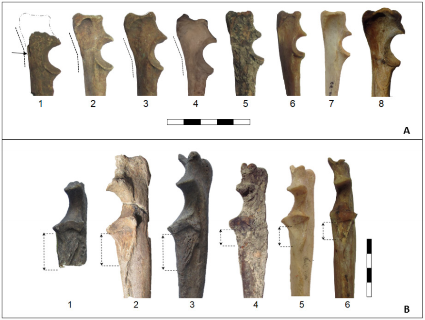 A. Sectores proximales de cúbitos. 1= C. familiaris (INAPL/CM-113; Cerro Mayor). La flecha indica el sector de engrosamiento del hueso, con desprendimiento de tejido óseo que no es visible en la fotografía. La reconstrucción del sector proximal del olécranon es sugerida. 2= C. familiaris (INAPL/CM-114, Cerro Mayor). 3= C. familiaris (INAPL/CL1- UE-3; Cerro Lutz). 4= C. familiaris (M10-m1). 5= D. avus (MCNLP 96-V2-1). 6= L. gymnocercus (MACN 33267). 7= C. thous (MLP 34-XII-02-77). 8= C. brachyurus (MACN 23456). La escala tiene 5 cm, dividida en unidades de 1 cm. B. Desarrollo de la fosa radial y del tubérculo subcoronoideo. 1= C. familiaris (INAPL/CM-113; Cerro Mayor); 2= C. familiaris (INAPL/CM-114; Cerro Mayor); 3= C. familiaris (INAPL/CL1-UE-3 Cerro Lutz); 4= D. avus (MLP 96-V2-1); 5= C. thous (MLP 34-XII-02-77). 6= L. gymnocercus (MACN 33267). La pieza INAPL/CM-113 presenta el sector inferior del tubérculo aserrado, fragmento destinado para los estudios isotópicos. Los ejemplares 1 y 6 están ligeramente rotados para observar el mismo rasgo desde un ángulo diferente. La escala tiene 4 cm con divisiones internas de 1 cm.