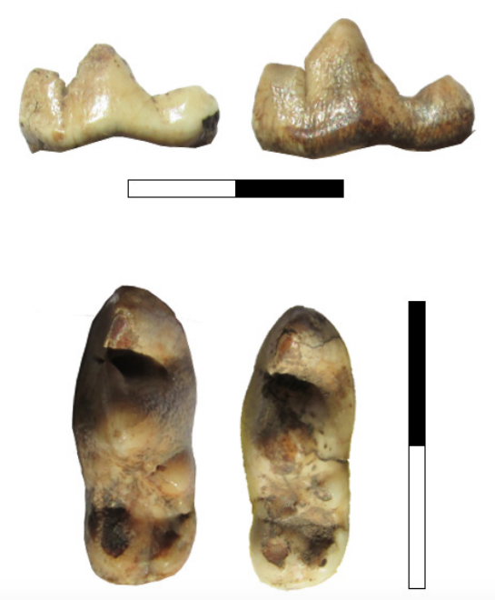 Primeros molares inferiores de C. familiaris. Arriba vista lingual. Abajo, vista oclusal. A la izquierda INAPL/CM-111 (Cerro Mayor). A la derecha, INAPL/CL1-UE-3 (Cerro Lutz). Las escalas tienen 2 cm, con una división interna de 1 cm.