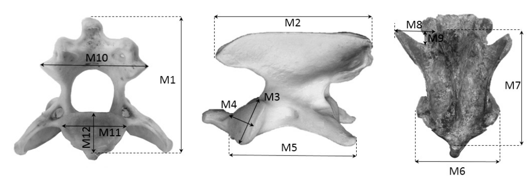 Variables dimensionales del axis. 1=Altura máxima apófisis espinosa-base del cuerpo vertebral; 2=largo máximo de la apófisis espinosa; 3=altura máxima de la apófisis articular craneal; 4=ancho máximo de la craneal; 5=longitud máxima craneal-apófisis transversa; 6=diámetro; 7=Longitud máxima craneocaudal, excluyendo el pedúnculo odontoides; 8=Distancia máxima apófisis transversa-cuerpo vertebral; 9=Profundidad máxima de la escotadura de la apófisis transversa; 10=ancho máximo entre las apófisis articulares caudales; 11=ancho máximo del cuerpo vertebral; 12=alto máximo del cuerpo vertebral.