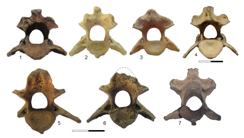 Vista caudal de axis de cánidos. 1=D. avus (MCNLP 96-V2-1). 2=L. gymnocercus (MACN 33267). 3=C. thous MLP 31.XII.02.77. 4=C. brachyurus (MACN 13466). 5=C. familiaris (INAPL/CL1-UE-3; C. Lutz). 6=C. familiaris (INAPL/ LB2-CF-2; La Bellaca sitio 2). 7=C. familiaris (M10-m1). La escala general (inferior) y la particular de la pieza número 4 tienen 2 cm con una división de 1 cm.