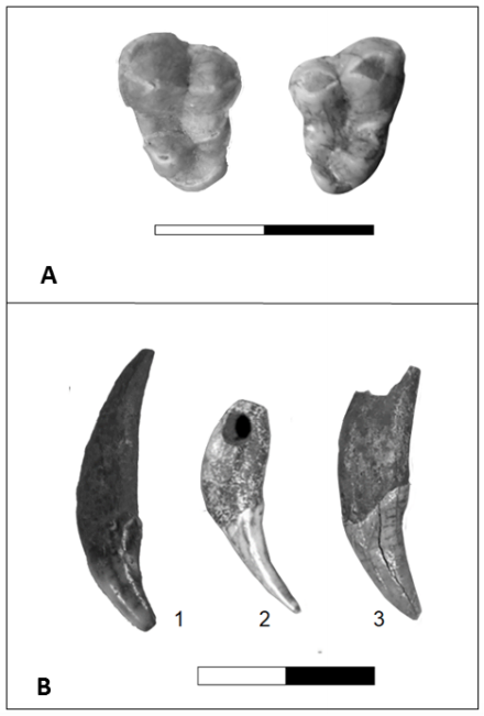 A. Primer molar superior de C. familiaris. 1=M2i INAPL/CL1-UE-3 (Cerro Lutz). 2=M1 derecho INAPL/ LB2-CF-1(La Bellaca sitio 2). B. Caninos asignados a C. familiaris. 1=INAPL/A81 (C1, Anahí). 2=INAPL/A80 (C1, Anahí, con corona fragmentada). 3 = INAPL/AR8 (c1, La Argentina). La escala tiene 2 cm con una división interna de 1 cm.