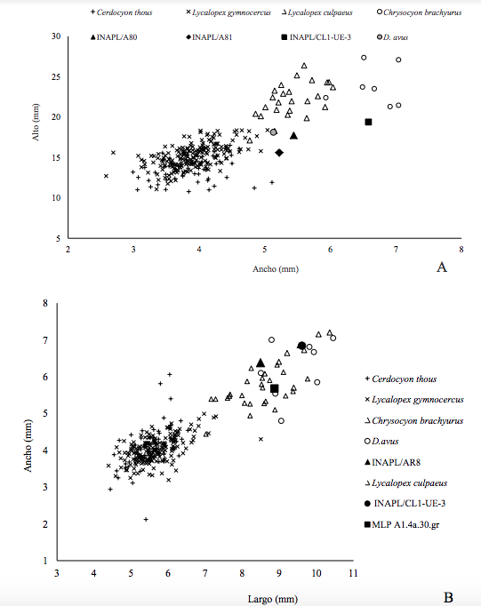 A. Relación de los valores del ancho y alto de la corona de los caninos superiores de C. familiaris (INAPL/A80; INAPL/CL1-UE-3) y de los cánidos silvestres de la región más L. culpaeus. B. Relación de las dimensiones de los caninos inferiores de C. familiaris (INAPL/AR8; INAPL/CL1-UE-3 y MLP.A1.4a.30.gr) y de los cánidos silvestres de la región más L. culpaeus. 