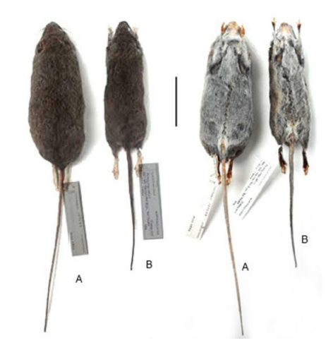 Vistas dorsal (izquierda) y ventral (derecha) de la piel de Eremoryzomys polius (MUSM 4972, A) y E. mesocaudis sp. nov. (MUSM 41463, B). Nótese la cola relativamente más grande en E. polius. Escala=50 mm.