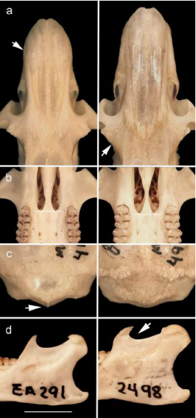 Comparación de caracteres discretos en la anatomía craneana de Eremoryzomys mesocaudis sp. nov. (MUSM 41463) y Eremoryzomys polius (MUSM 4972) (de izquierda a derecha). Nótese que: a) el nasal es más corto y ancho en la parte anterior en E. mesocaudis sp. nov. mientras que el desarrollo de la región supraorbital es mayor en E. polius; b) la longitud de los forámenes incisivos es mayor en E. polius; c) el desarrollo de la cresta nucal es más notorio en E. mesocaudis sp. nov.; d) la forma del proceso coronoides de la mandíbula es triangular en E. mesocaudis sp. nov. y falciforme en E. polius. Escala=5 mm.