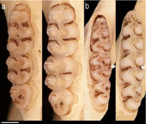 Hilera molar superior en especímenes adultos (edad 3) de Eremoryzomys mesocaudis sp. nov. (MUSM 41463, izquierda) y E. polius (MUSM 4972, derecha). a) Comparación de la longitud de las hileras molares. b) el mesolófido (flecha) del m2 está más desarrollado en especímenes juveniles (edad 1) de E. mesocaudis sp. nov. (MUSM 41496, izquierda) que en E. polius de edad comparable (MUSM 4973, derecha).